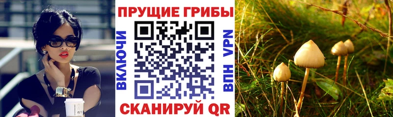 гидра как войти  Курчалой  Галлюциногенные грибы Psilocybine cubensis 