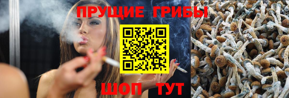 Галлюциногенные грибы Psilocybine cubensis  Курчалой 